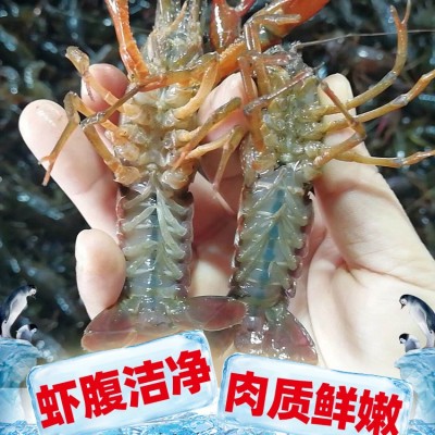 湖北潜江孝感江苏小龙虾鲜活批发清水养殖海鲜冷冻虾水产青虾爬子图3