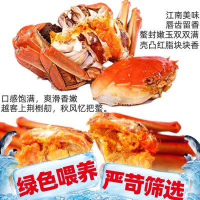 湖北江苏洪泽湖兴化大闸蟹鲜活现货六月黄泡沫小青螃蟹河蟹批发图3
