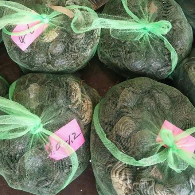 湖北江苏洪泽湖兴化大闸蟹鲜活现货六月黄泡沫小青螃蟹河蟹批发图4