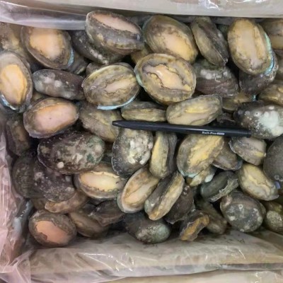 成都活冻鲍鱼批发20斤件 单冻散装鲍鱼中餐酒店 佛跳墙带壳鲍鱼图2