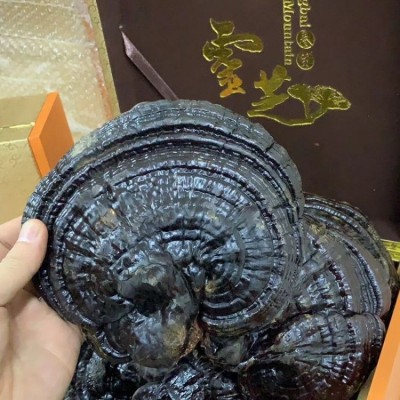 赤芝切片多钱 深山老林人工采摘直发 云芝灵芝草 半野生黑林芝图3