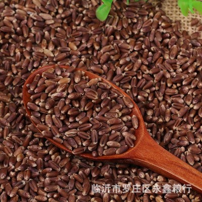 农家自产黑小麦黑麦批发 黑小麦袋装黑小麦粒 五谷杂粮现货黑小麦图4