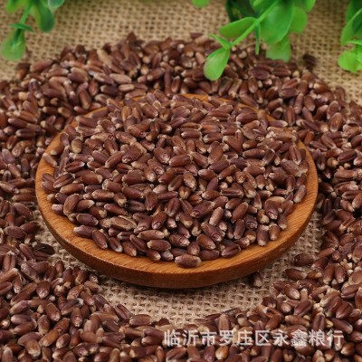 农家自产黑小麦黑麦批发 黑小麦袋装黑小麦粒 五谷杂粮现货黑小麦图3