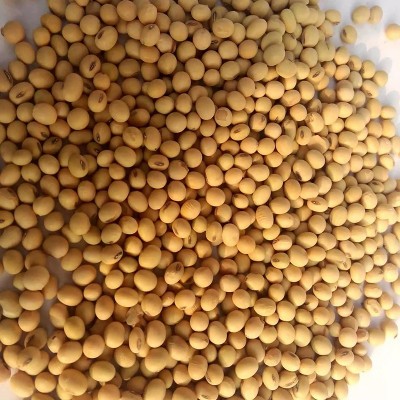 圆粒大黄豆100斤五谷杂粮磨豆腐豆粉豆浆原料农家豆子图2