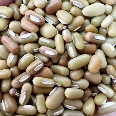 竹豆 五谷杂粮饭豆粗粮绿豆散装批发图4
