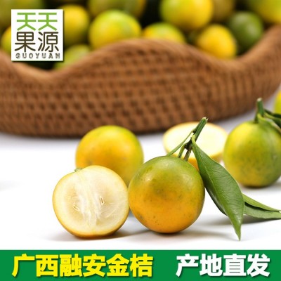产地货源 广西融安脆皮金桔3斤整箱新鲜桔子滑皮金桔当季水果批发图5