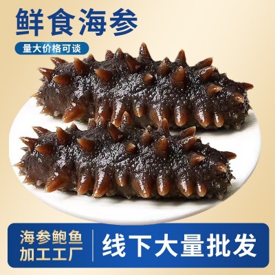 源头工厂加工定制大连鲜食海参批发刺参鲜食海参大连即食海参批发图2