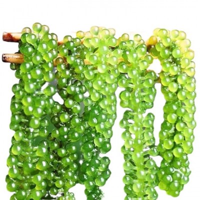 海葡萄新鲜即食盐渍海带新鲜海洋蔬菜绿色鱼子酱海藻菜送芥末100g图5