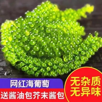 海葡萄新鲜即食盐渍海带新鲜海洋蔬菜绿色鱼子酱海藻菜送芥末100g图2