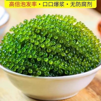 海葡萄新鲜即食盐渍海带新鲜海洋蔬菜绿色鱼子酱海藻菜送芥末100g图3