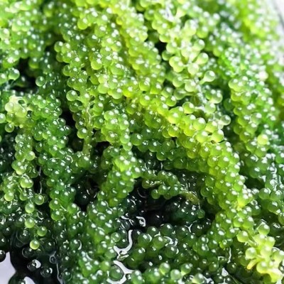 海葡萄新鲜即食盐渍海带新鲜海洋蔬菜绿色鱼子酱海藻菜送芥末100g图4