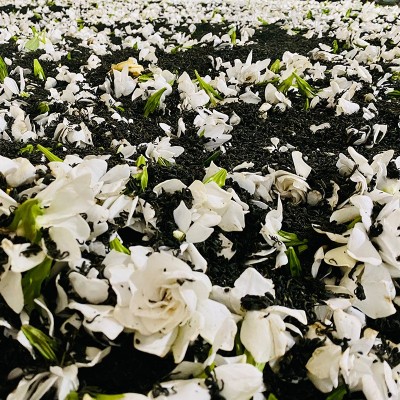 四川栀子花绿茶奶茶专用商用新茶饮栀香绿茶2024特级散装茶叶直营图2