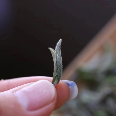 福鼎2023年春茶白茶明前茶叶福鼎米粒芽白茶首采白毫银针单芽批发图5