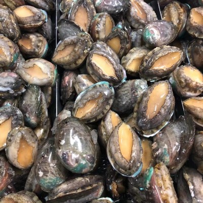 厂家直供带壳鲜活速冻鲍鱼酒店餐饮商用批发图2
