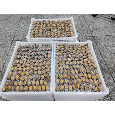 厂家直供鲜活速冻海鲜海产大号鲍鱼冻鲍鱼10粒/8粒装一包图2