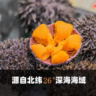 大连海胆 刺身鲜活海胆 速冻即食新鲜现剥海胆肉 黄马粪海胆图4