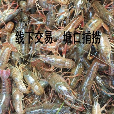 湖北洪湖生态春季小龙虾苗 秋季小龙虾种虾苗 上门拉 全国直达