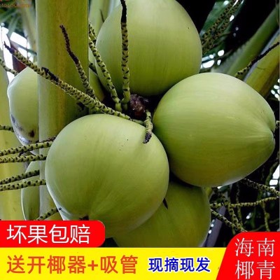 海南带皮椰子现摘现发一件代发仓库批发新鲜椰子树批发厂家热带水