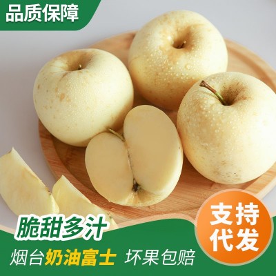 山东烟台栖霞黄金奶油富士苹果冰糖心脆甜多汁香甜奶油苹果批发图2