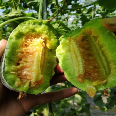 山东羊角蜜甜瓜新鲜博洋10斤当季脆甜蜜瓜普箱整箱包邮图3