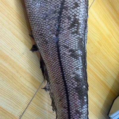 俄罗斯水鳕鱼 深海捕捞含冰保鲜 水鳕鱼被俄罗斯誉为海洋牛奶图4