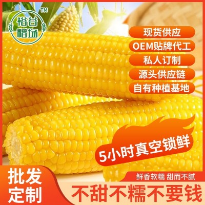 厂家直供东北黄糯玉米 糯九玉米8支10支装厂家代发甜糯黄图2
