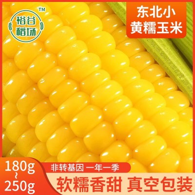 厂家直供东北黄糯玉米 糯九玉米8支10支装厂家代发甜糯黄
