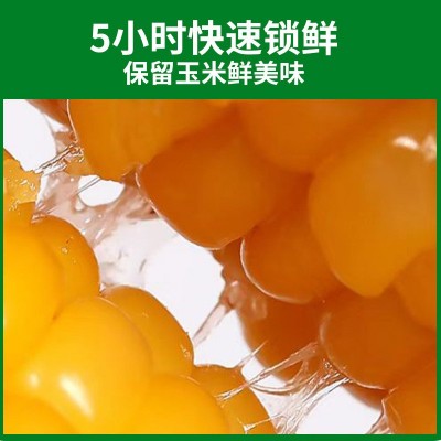 厂家直供东北黄糯玉米 糯九玉米8支10支装厂家代发甜糯黄图3