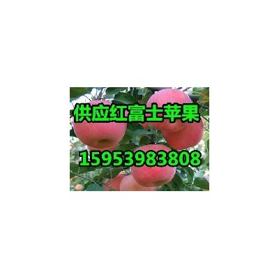 山东红星苹果价格山东红星苹果产地