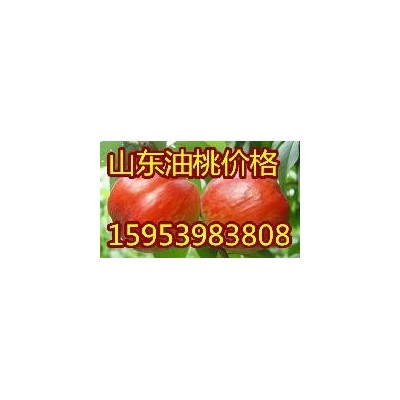沂水县油桃价格