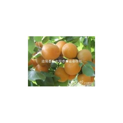 陕西泾阳丰园红杏上市最新价格图2