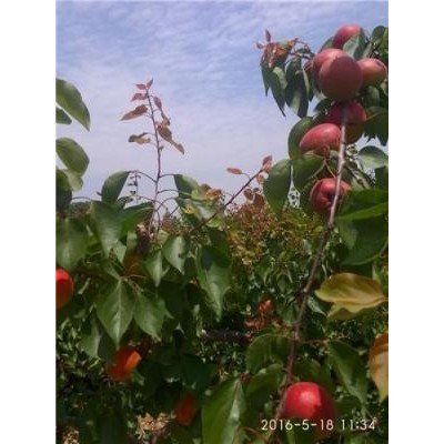 丰园红杏号基地 陕西泾阳万亩园图2