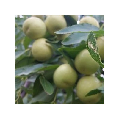 山东脆甜冬枣颗粒饱满果园现摘厂家代加工图2