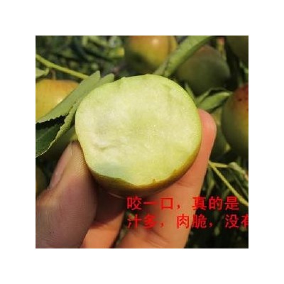 山东脆甜冬枣颗粒饱满果园现摘厂家代加工
