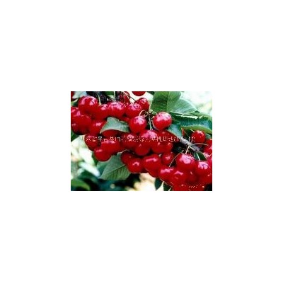 山东沂蒙大樱桃