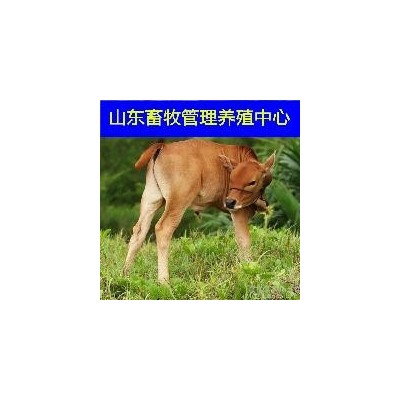 黄牛肉牛犊养殖场改良育肥肉牛犊图2