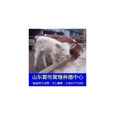 黄牛肉牛犊养殖场改良育肥肉牛犊