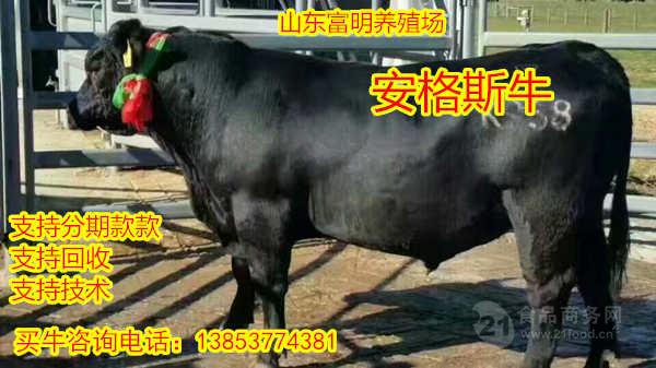 黄牛肉牛犊养殖场改良育肥肉牛犊