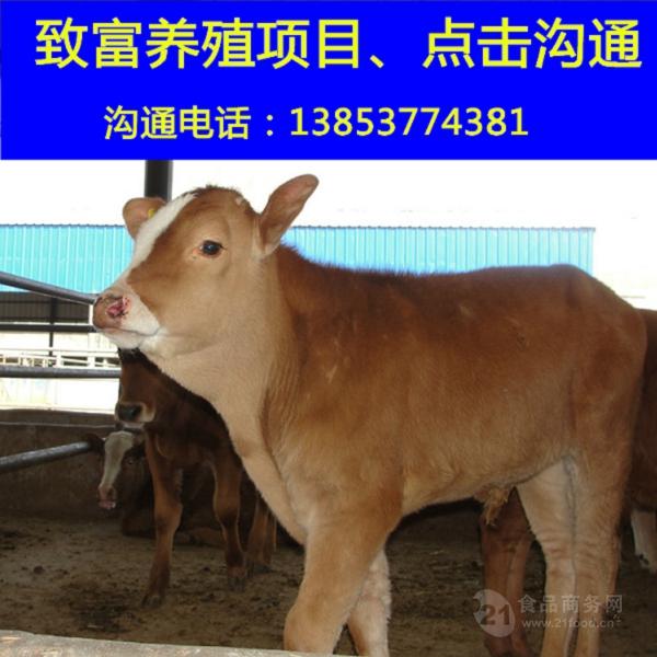 黄牛肉牛犊养殖场改良育肥肉牛犊