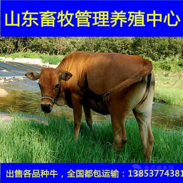 黄牛肉牛犊养殖场改良育肥肉牛犊