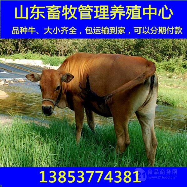 黄牛肉牛犊养殖场改良育肥肉牛犊