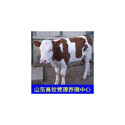 夏洛莱牛低价格育肥肉牛犊