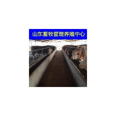 夏洛莱牛低价格育肥肉牛犊图2
