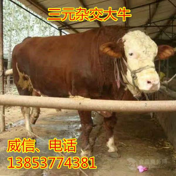 夏洛莱牛低价格育肥肉牛犊