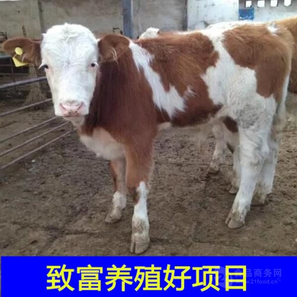 夏洛莱牛低价格育肥肉牛犊