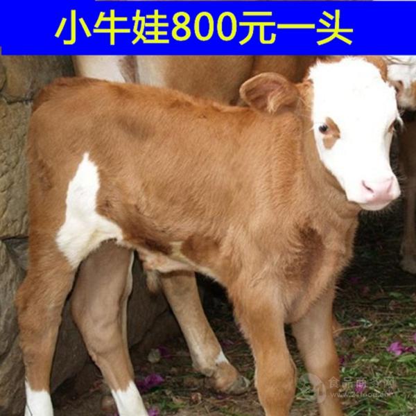 夏洛莱牛低价格育肥肉牛犊