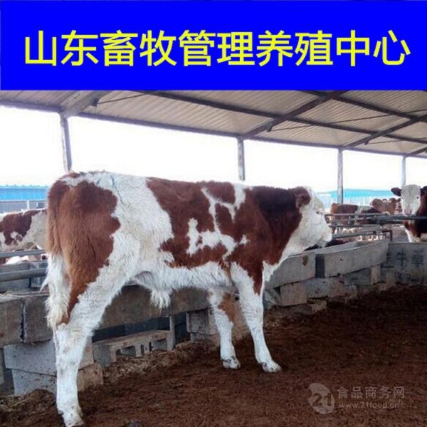 夏洛莱牛低价格育肥肉牛犊