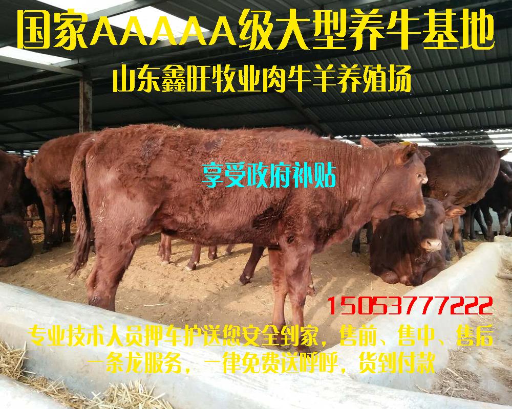 现在纯种小肉牛的价格