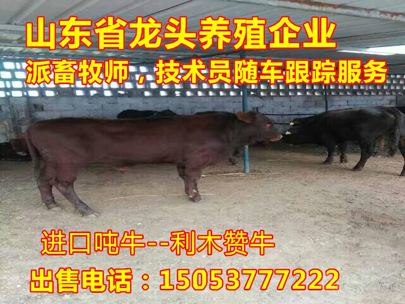 现在纯种小肉牛的价格