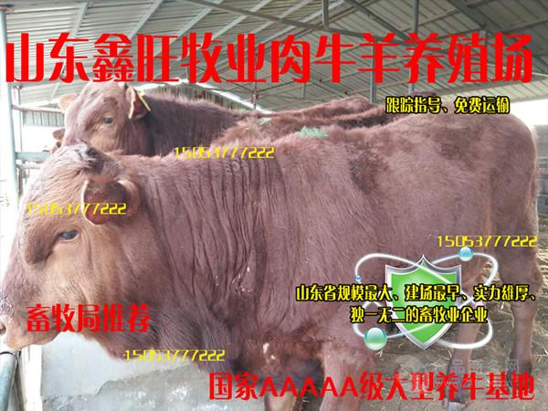 现在纯种小肉牛的价格